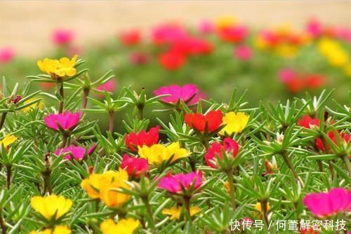 『就可以』太阳花到了生长旺期,注意这几点,花期提前还能爆盆