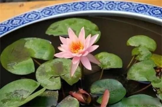  【鱼缸里养殖】既想养鱼又想养花，鱼缸里可以养荷花吗