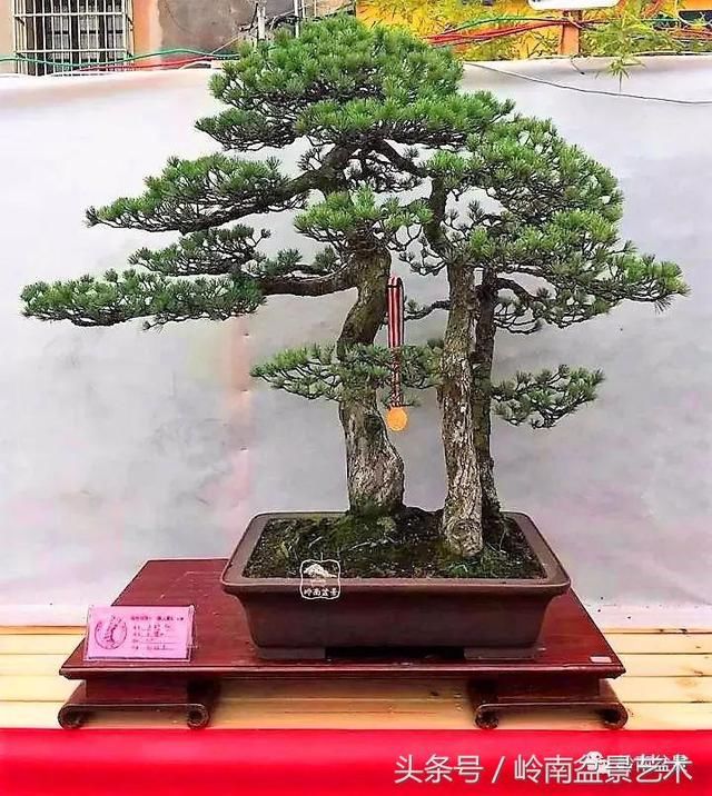 松树盆景，怎样才能算上品？