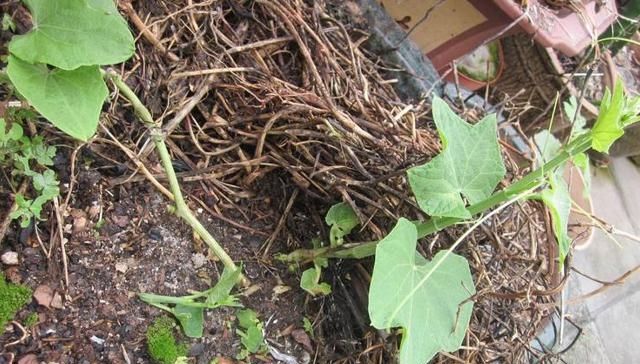  #谨记#请谨记它的“瓜苗”，家乡若有种植，别不当回事，因为太