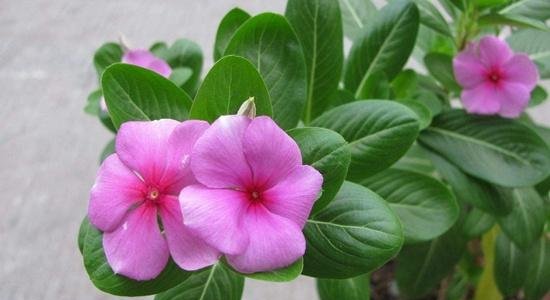 『柳条浸出液』4种好养活的花，掐个枝条插土里，易管理、生根快，实用又省钱！