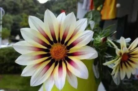 『便宜』这几款花,便宜还好活,花美量大花期长,养在家里春色满园关不住