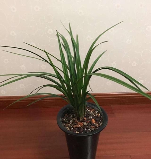 开爆:兰花春剑怎么养?记住“3招”,根系壮,花更多,苗更旺,开爆盆