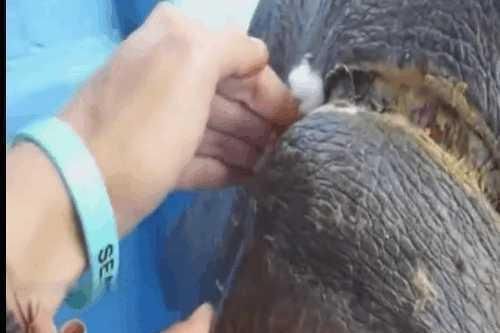 救援|男子海中钓鱼发现乌龟紧追其后,细看后男子果断决定对其救援