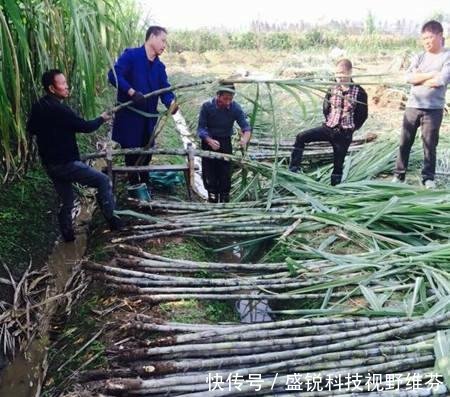  [蔗农]广西今年榨季开始实行甘蔗收购市场价格，对蔗农有什么影