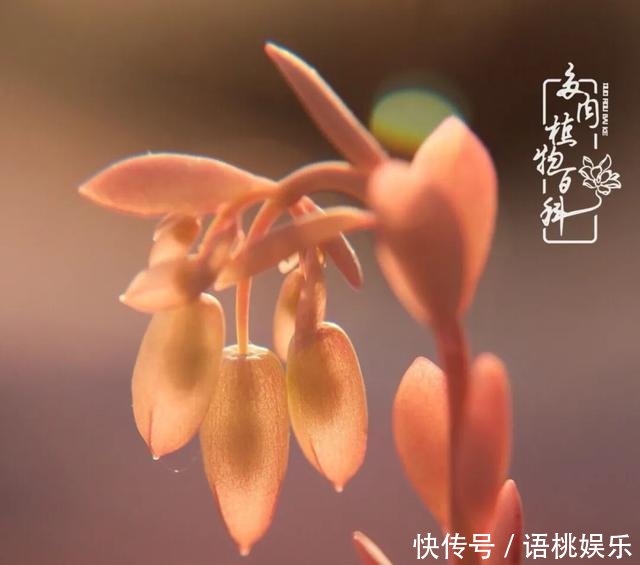  #喜欢#一粥一饭填饱肚子，一屋一花神仙日子！生命不止，玩趣不停！