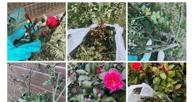 「蛋糕」110斤的张馨予“啪啪打脸”？减肥狂吃高热量甜食，体重再次放飞