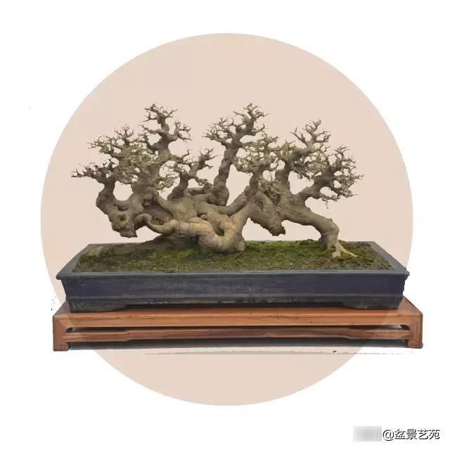 「成寸」盆景百态，缩地成寸