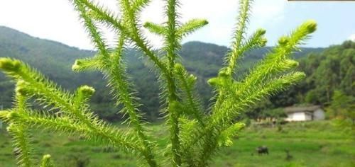 舒筋活络:农村路边一种野草“伸筋草”,老人舒筋活络全靠它,你认识吗