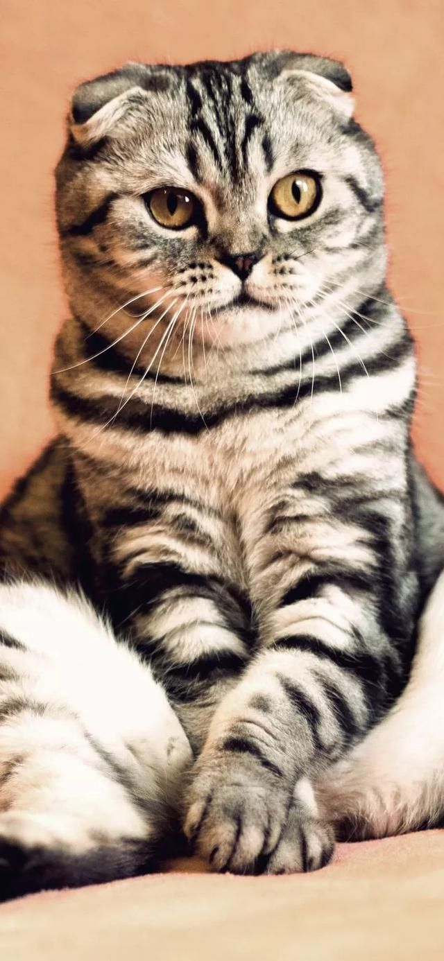  『星球』80张超可爱的猫咪壁纸丨我来自喵星球，来地球只是为了遇见你