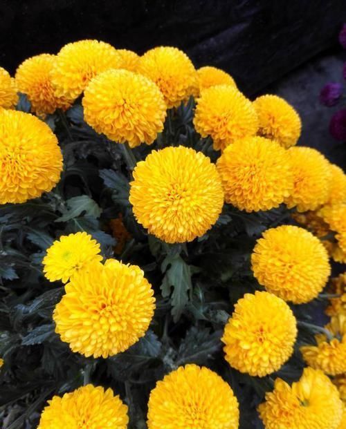 『美极了』这款菊花,在菊花排名里数一数二,花团锦簇,婀娜多姿,美极了