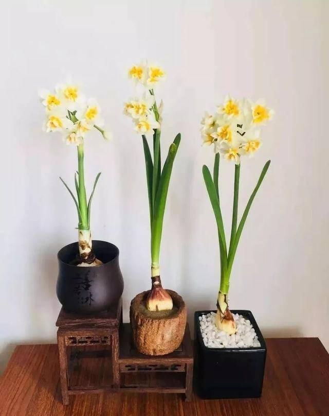  『天使』喜欢白色？这五种“洁白花”不可错过，美如雪中天使