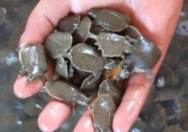  「快速」特事特办！郑州车管所为抗疫车辆开辟绿色通道快速办理转移登记手续