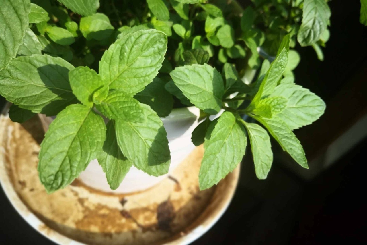 「不用」阳台上种菜,别缺这6样,随便种一盆,割菜好几茬,都不用买菜了