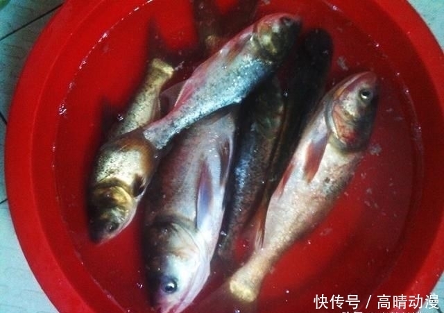  『水域』鲢鳙并非稀有鱼种，为何一些水域不让钓？水库老板说出“真相”