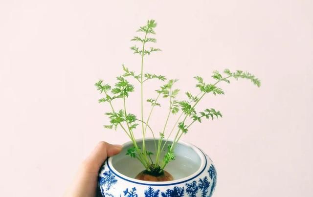  『以水培』春天就养的“5种花”,好养又漂亮,沾土就活,给点水就开花不断!