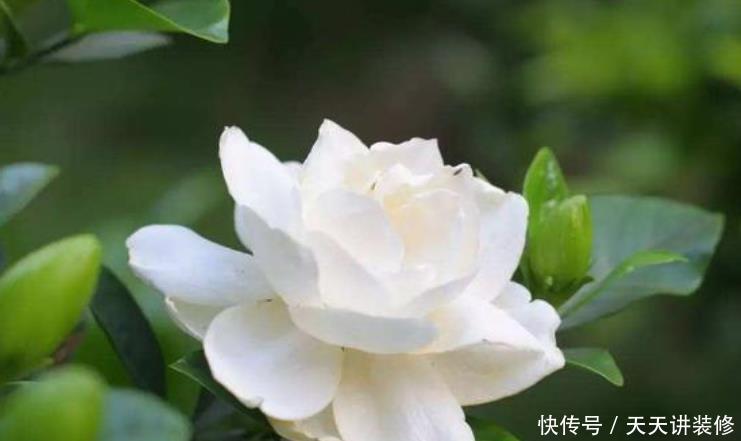 #一觉#3种花,最适合养卧室,释放氧气助睡眠,一觉睡到天亮!