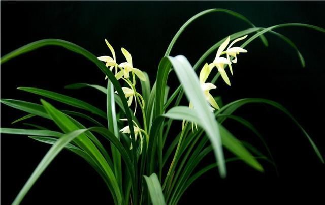 \＂i1\＂: \＂http://p1.qhimgs4.com/t0179481ef381db3cc5.jpg?size=500x284\＂巧用这种“石头”养兰花，根系旺盛又壮实，绿叶开花都变多！