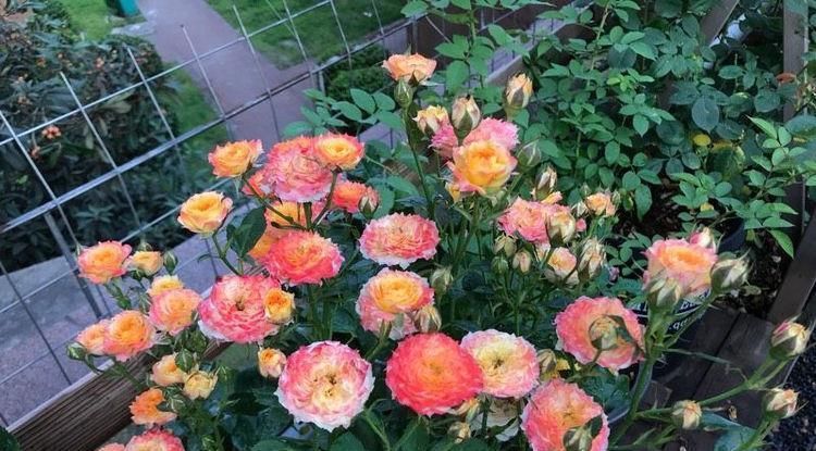 『观赏价值』超好养的木本植物,全年开花,观赏价值高,室内也能种,值得栽培