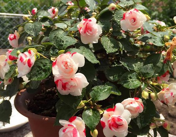  【开爆】这款花卉比百合美，花多易爆盆，繁殖能力极强，贱养就能开爆盆！