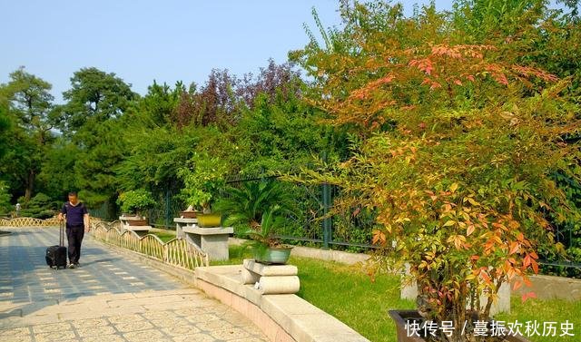  『成活率』如何在野外采到自己满意的“盆景”树桩