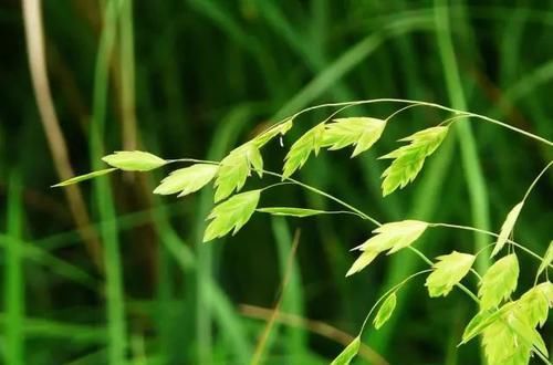  【种观赏草】别人家的花园，都流行玩“草”了！