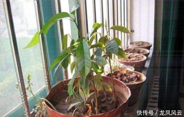  「嫩芽」榴莲在家种，“果核”埋土里，冒出嫩芽绿油油，不愁吃榴莲了