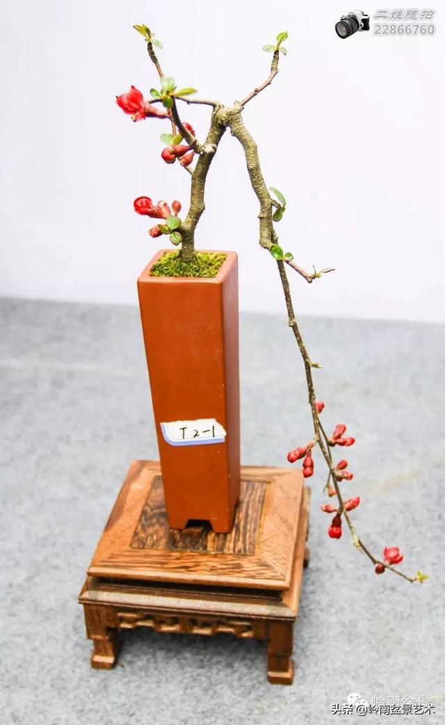 把温江盆景卖到欧洲去