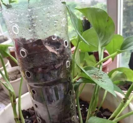  【花草】塑料瓶多要扔掉？1招变身“养花神器”，防寒又保暖，夏季能保湿