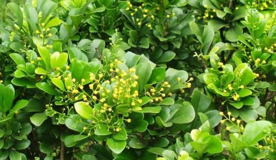  「摆上」阳台摆上这“4种花”，花色艳丽、观赏性高，开花一整夏，真漂亮