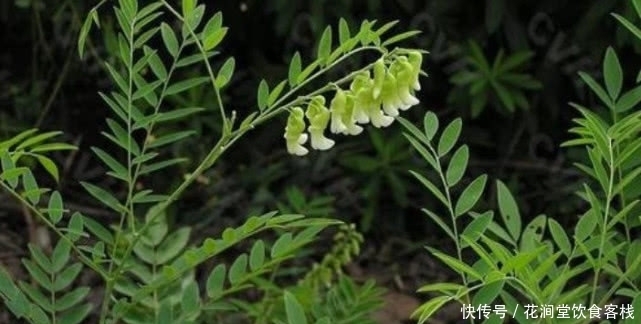 生长在野外的“苦参”以前农民当杂草锄掉，如今一斤120元