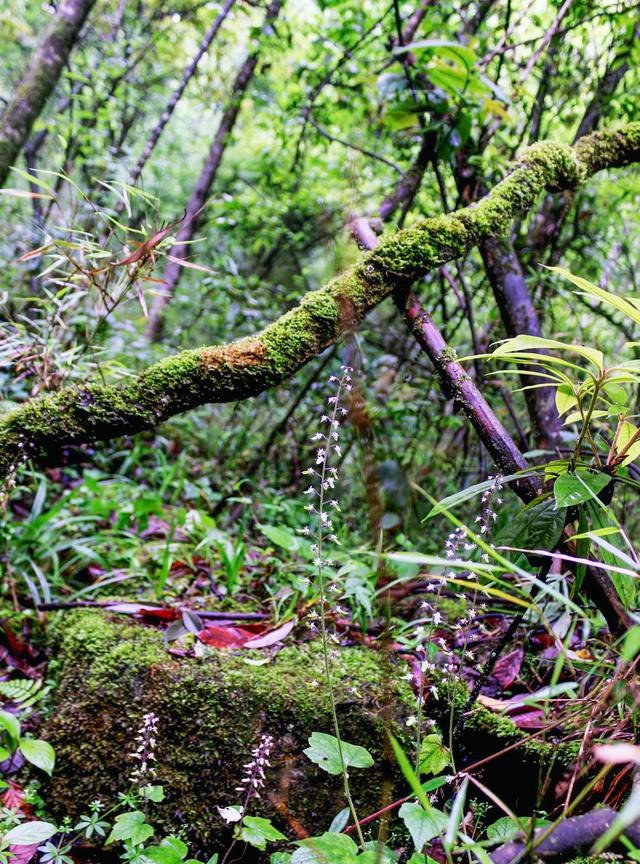 告诉你一个事实千万不要惊讶 距离成都百公里有个“非洲丛林”！