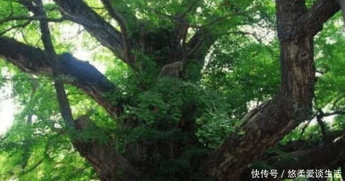 世界最珍贵10棵树 四棵在中国价值无法估量, 1棵是李世民栽种