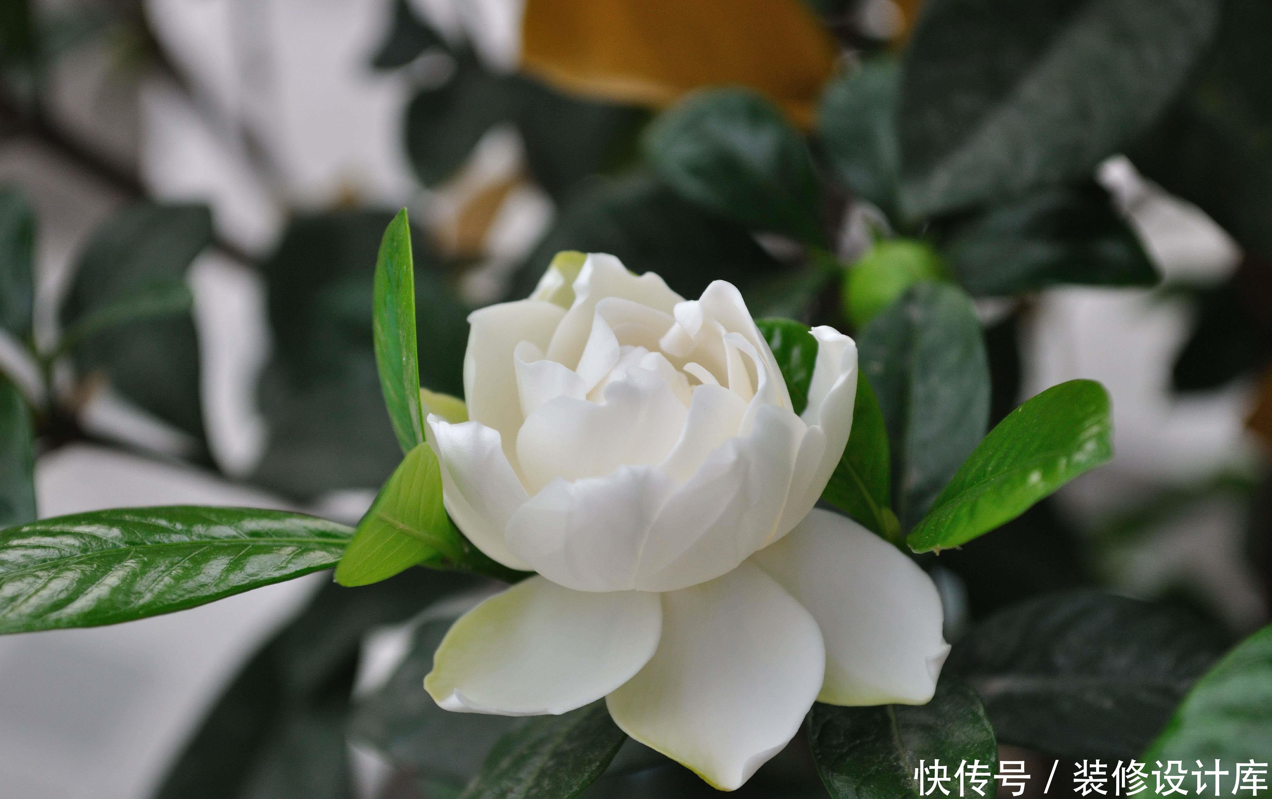 栀子花@花卉种植技术:水培栀子花什么时候开,如何管理水培栀子花?