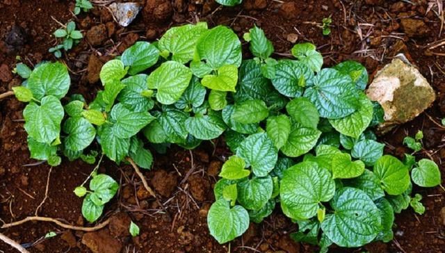  良药@农村里常见的杂草，是牙疼的必备良药