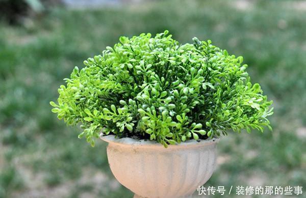 「植物」气温太高，这3种花要休眠，在养护上更要上心