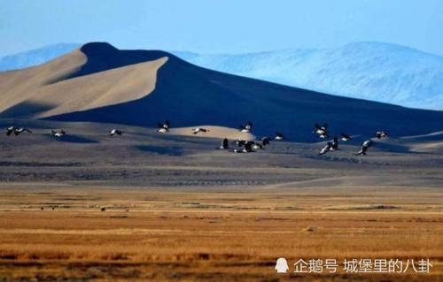 国内目前最大的无人区，人类难以生存，可却是动物的天堂