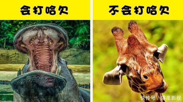 『长颈鹿』关于长颈鹿,你所不知道的10个有趣事实
