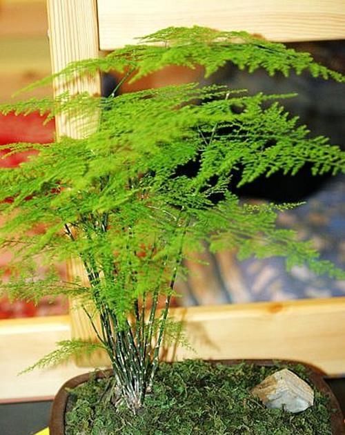  『猫眼竹』四款不能“见光”的花卉，越阴越爆盆，见太阳就枯萎，你养过吗？