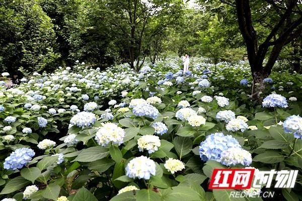  【植物园】湖南规模最大、花色最全的绣球花展，正在初夏绽放