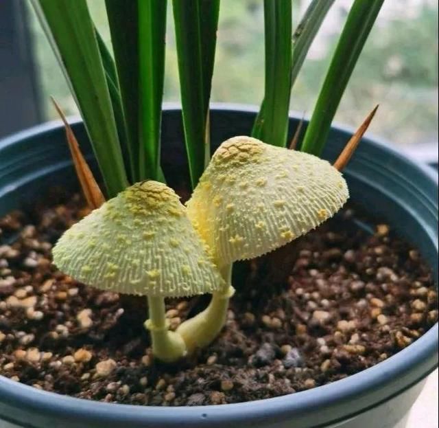  [黄花酢浆草]花盆里长出蘑菇，马上拔干净，否则就是大祸害！
