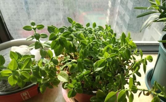 窗前:6种花适合吊起来养,挂在窗前,比窗帘还好看