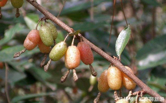  已成|人称“羊奶果”，小时候常常吃，如今城里盆栽做盆景，已成