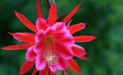 #枝干#令箭荷花“剪一剪”,枝干壮、花芽钻,花朵开满300朵,赏花海