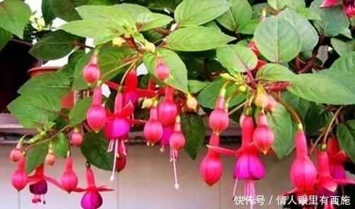 『灯笼花』倒挂金钟又叫灯笼花,花朵十分可爱,如何养护倒挂金钟?