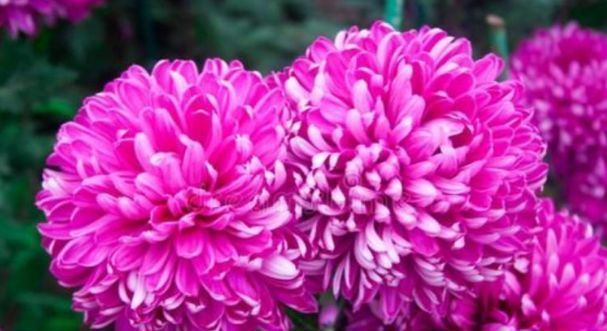 五彩石竹|在家中养护花卉,就选择花色“梦幻”的5种花,妖娆优雅,非常的漂亮