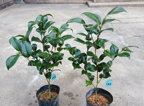 『克瑞墨』茶花克瑞墨换盆有讲究,不是你想换盆就换盆,3种换盆方法教会你