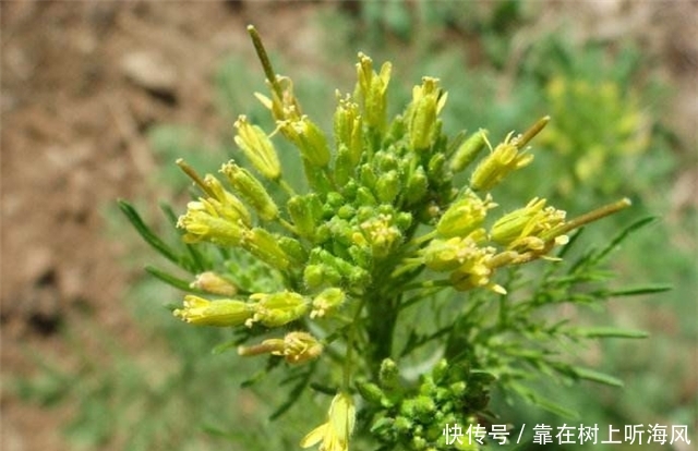 农村地里这个草，别把它当杂草，如今是珍贵野菜