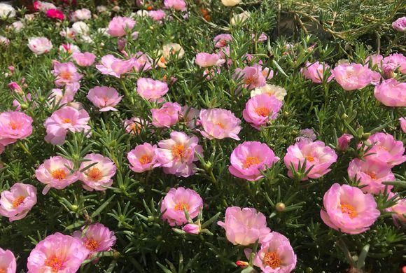  『花养』三种花养在室内，爬满你的阳台，浇点水就能活，开花一茬接一茬