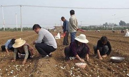  [种大蒜]大蒜今年还能赚钱吗?不要盲目跟风，看看农业专家怎么说